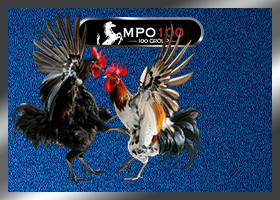 sabung ayam
